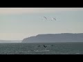 Kiteboarding instruction - Lessons - Jetty Island - Clinic