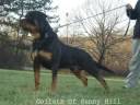 Goliath Of Sunny Hill Goliath Of Sunny Hill