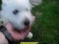 videos de 19 - WESTIE: 7 