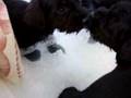 Schnauzer