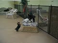 Little Dog Mayhem