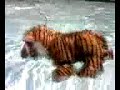 WEBKINZ GETS ATTACKED BY A 175 POUND DOG! IN THE POOL!!!