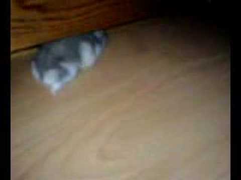 how to cure a sick dwarf hamster
