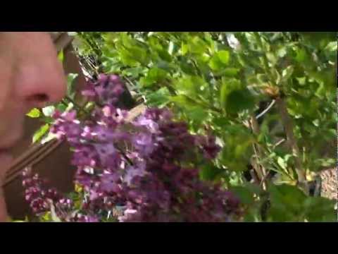 how to transplant syringa