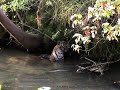 Eastern Bhale relaxing in the river