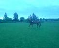 statesman jumping with Kirsty
