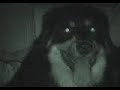 Lost: The dogs