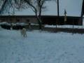 videos de O-Ren & Anantachai in the Snow