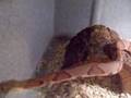 Me spot cleaning the southern copperheads cage