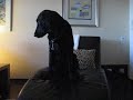 Flatcoated Retriever, Beta