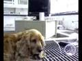 videos de Monitoreo en Lucky