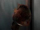 Discus frys blue 7 days