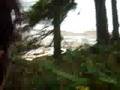 videos de Black Bear