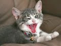 Very Funny Cats 15