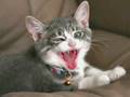 Very Funny Cats 15