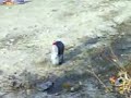 bomba salfuman
