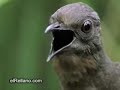 Lyrebird Espabilado