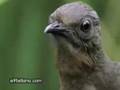 Lyrebird Espabilado