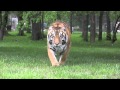 Silky Stalking