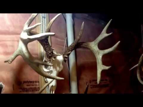 how to collect shed antlers