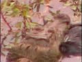 Fatty the Crocodile Devours a Flea #1 Pete\