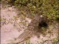 fatty the crocodile devours a flea #1 petes pond 10/04/2006