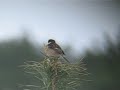 Roodborsttapuit, Stonechat Roodborsttapuit, Stonechat