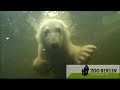 Knut - 062007