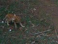 Sonu The Kitten Sonu The Kitten