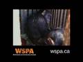 WSPA - An Animal's Eyes