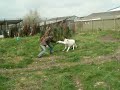 jos de bruin arktis wolf lupi