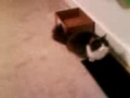 videos de Fauna VS Ball of Paper