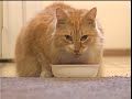 Tony La Russa PSA - ARF's Holiday Pet Food Drive