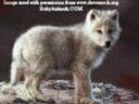 Cute Animals Cute Animals