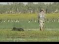SWAMP HOGS ( Bow Hunting the Top End Australia )