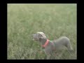 Working Weim Working Weim