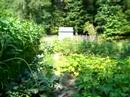 garden update 6/28/08 pt1 garden update 6/28/08 pt1