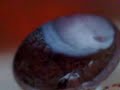 Rabitt Sushi + guinea pig Faustus Rabitt Sushi + guinea pig Faustus