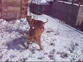 achilles , kittie