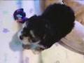 Pets of Bel Air: Peddling Puppy Mill Pups