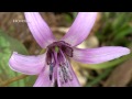 Click here to watch this video カタクリ