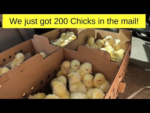 Chicks Abuse