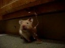 Hamington and The Great Escape - Kitchen Kapers Hamington and The Great Escape - Kitchen Kapers