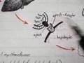 Lipoprotein Physiology: HDL (4/4)