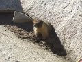 marmot eating pee in Yosemite