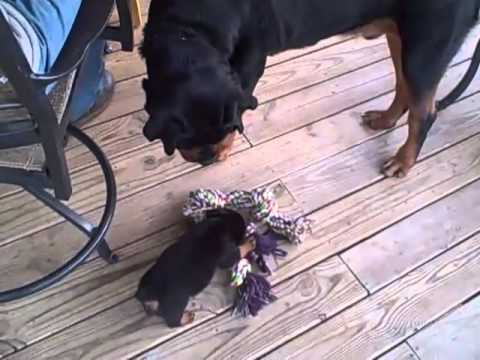 hunde video babyer leger med hunde hunde video babyer leger med hunde