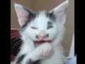 Killer Vampire Cats