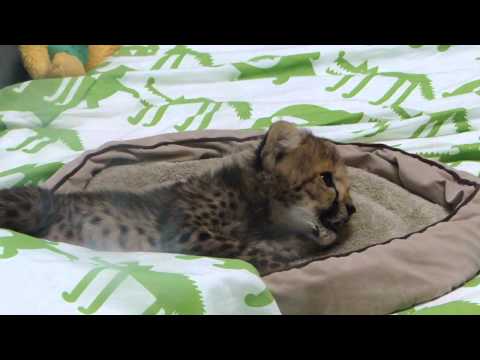 Cheetah Cub and Puppy Pal at Busch Gardens Tampa