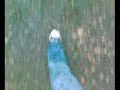 Forest Walk Forest Walk