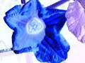 Flores y frutos